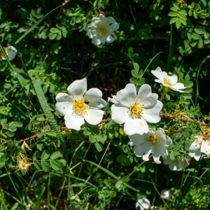 Rosa x polliniana