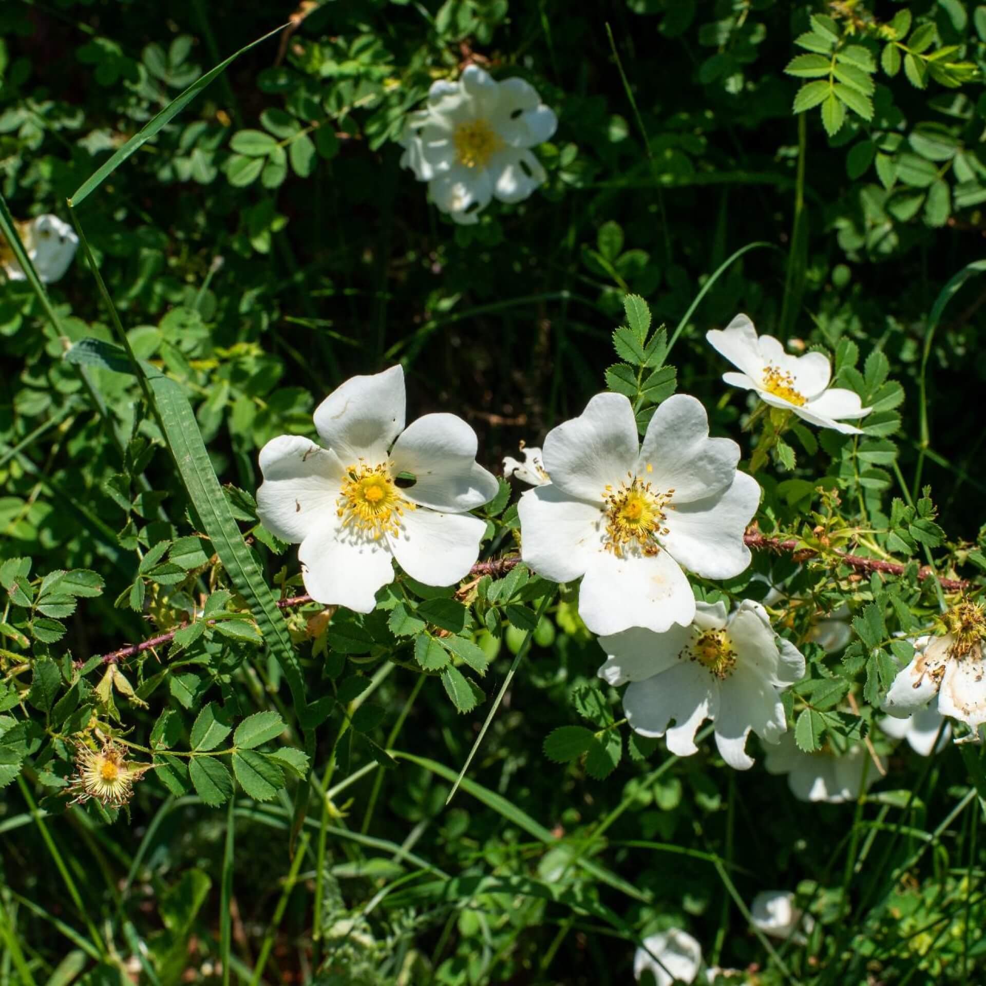 Blassrote Kriech-Rose (Rosa x polliniana)