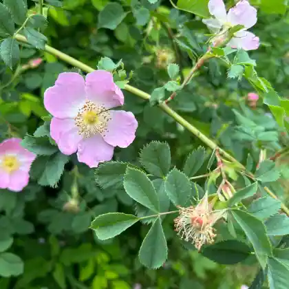 Foto von Pillnitzer Vitamin-Rose (Rosa x salaevensis)