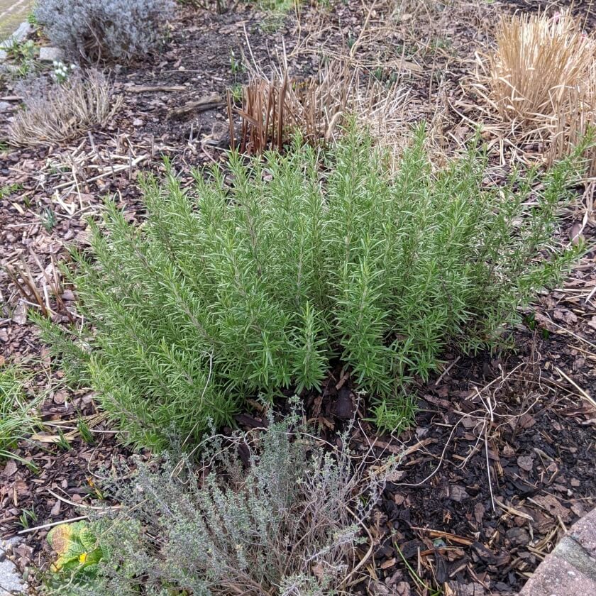 Rosmarin / Rosmarinus officinalis