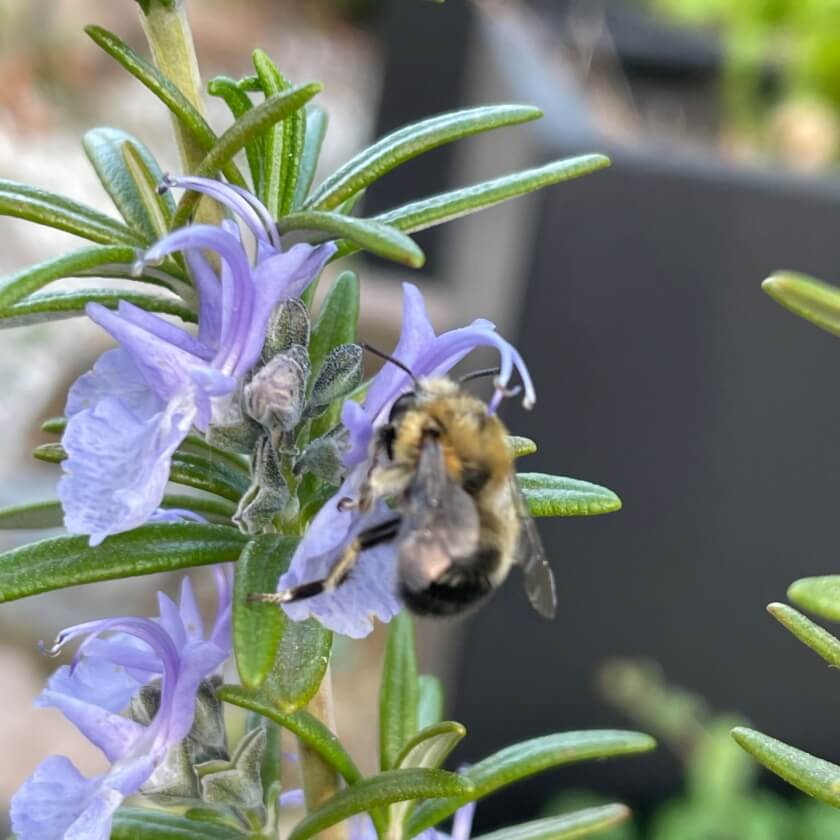 Rosmarin / Rosmarinus officinalis
