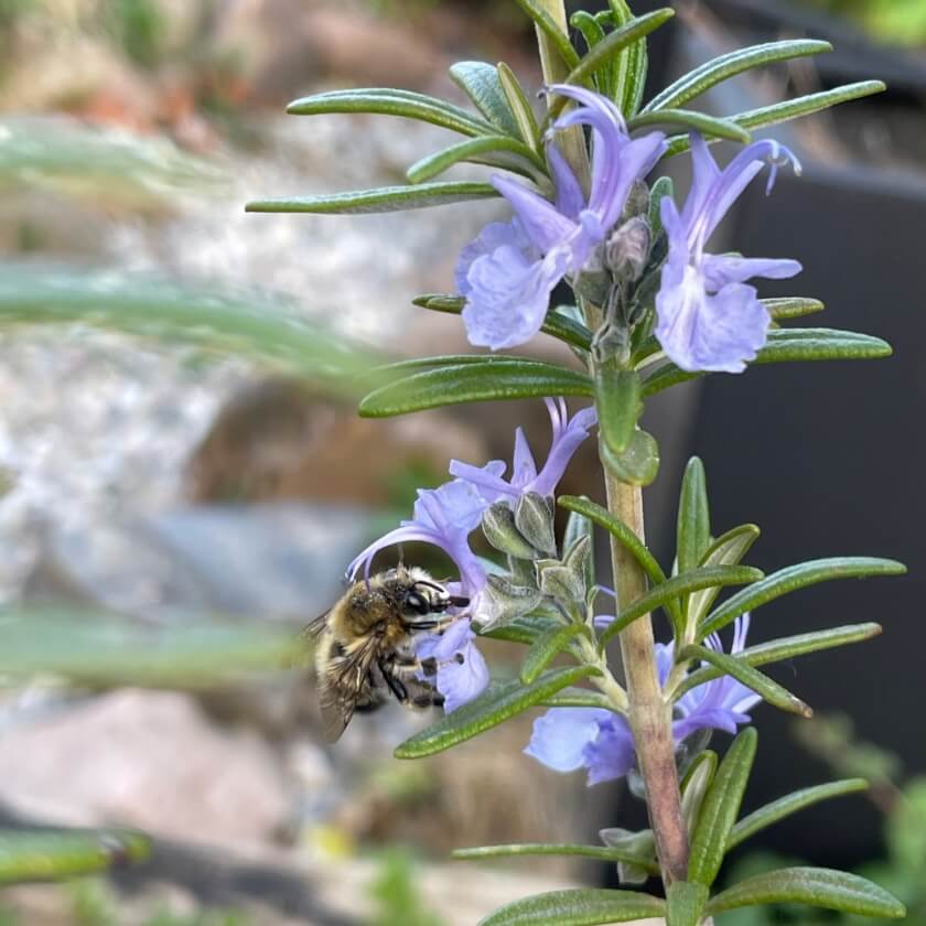 Rosmarin / Rosmarinus officinalis