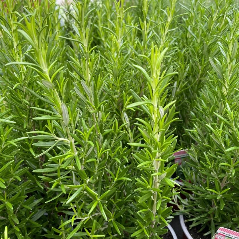 Rosmarin / Rosmarinus officinalis