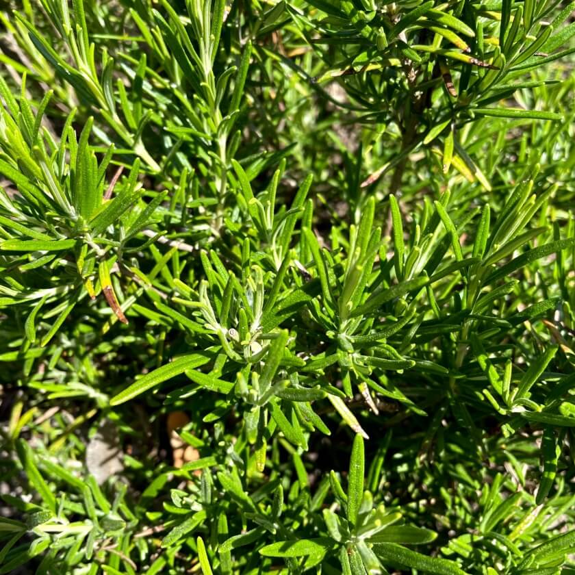 Rosmarin / Rosmarinus officinalis