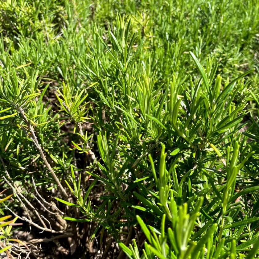 Rosmarin / Rosmarinus officinalis