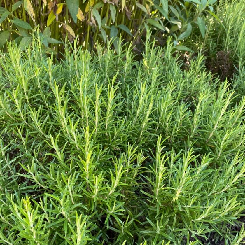 Rosmarin / Rosmarinus officinalis
