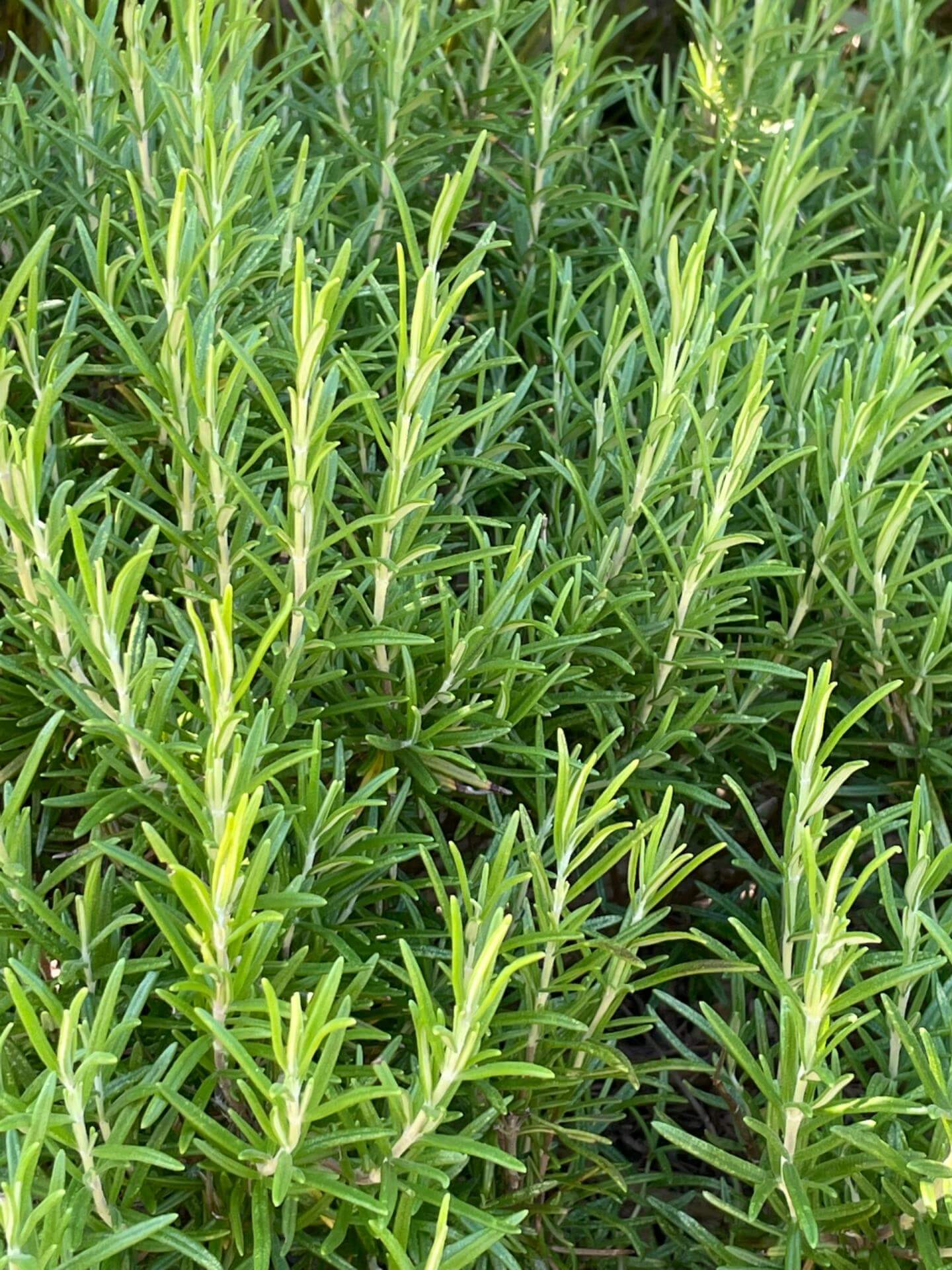 Rosmarin / Rosmarinus officinalis