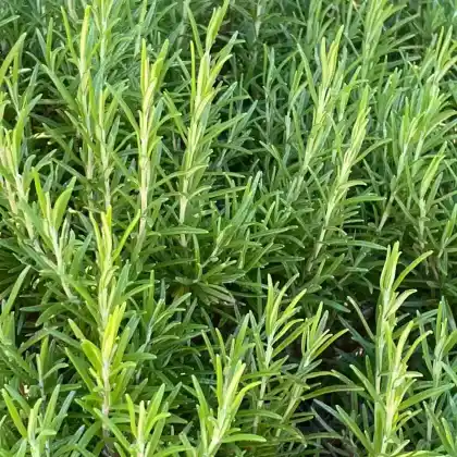 Foto von Rosmarin (Rosmarinus officinalis)