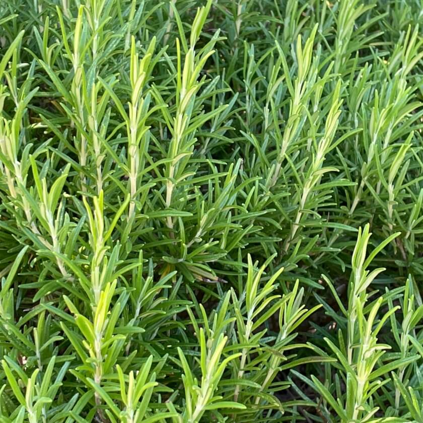Rosmarin / Rosmarinus officinalis