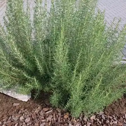 Foto von Garten-Rosmarin 'Arp' (Rosmarinus officinalis 'Arp')
