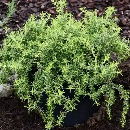 Foto von Rosmarin 'Capri' (Rosmarinus officinalis 'Capri')