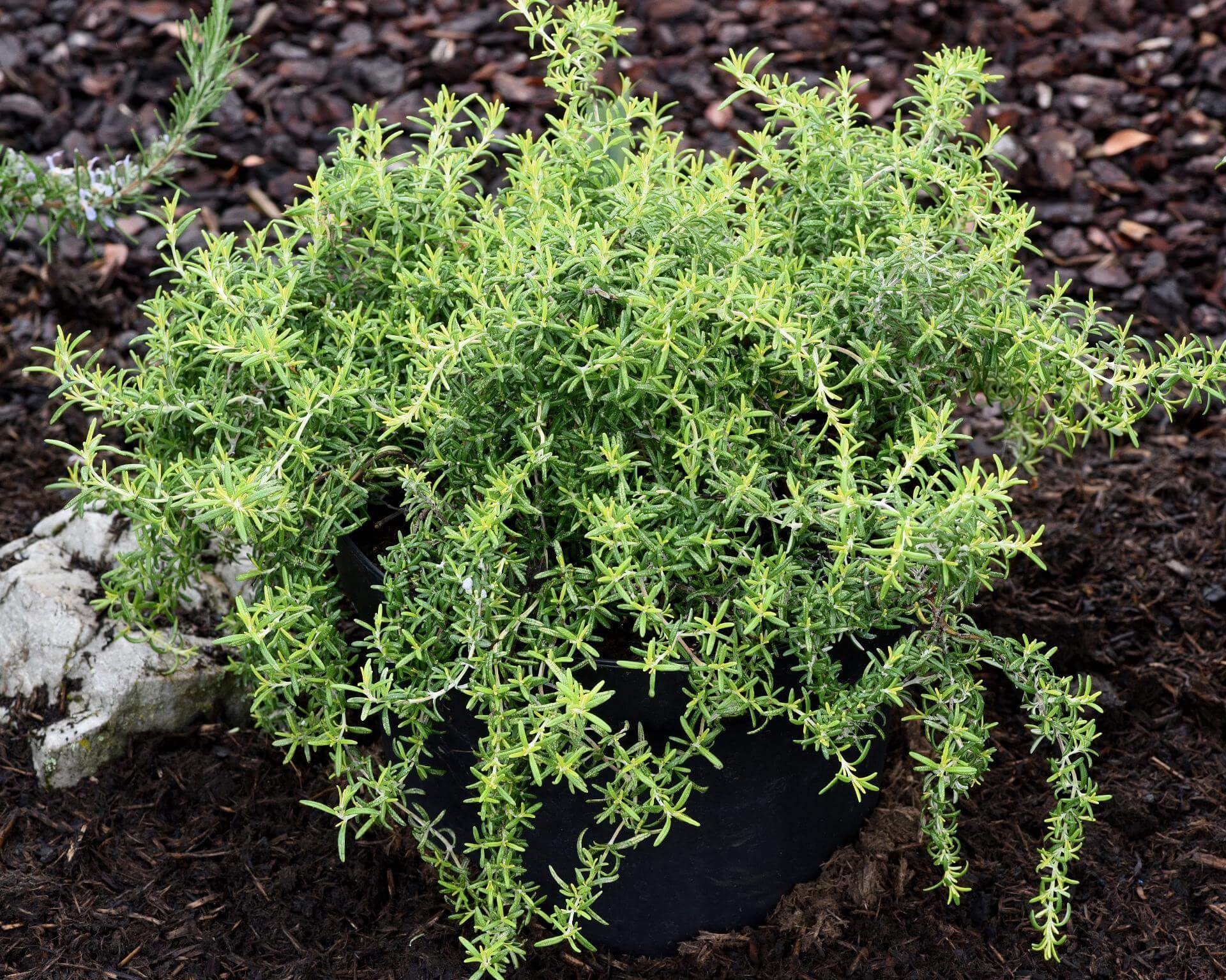 Rosmarin 'Capri' / Rosmarinus officinalis 'Capri'