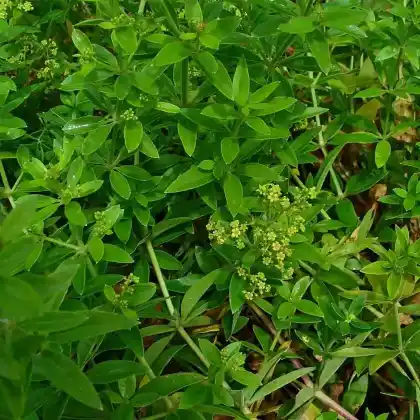 Foto von Färberkrapp (Rubia tinctorum)