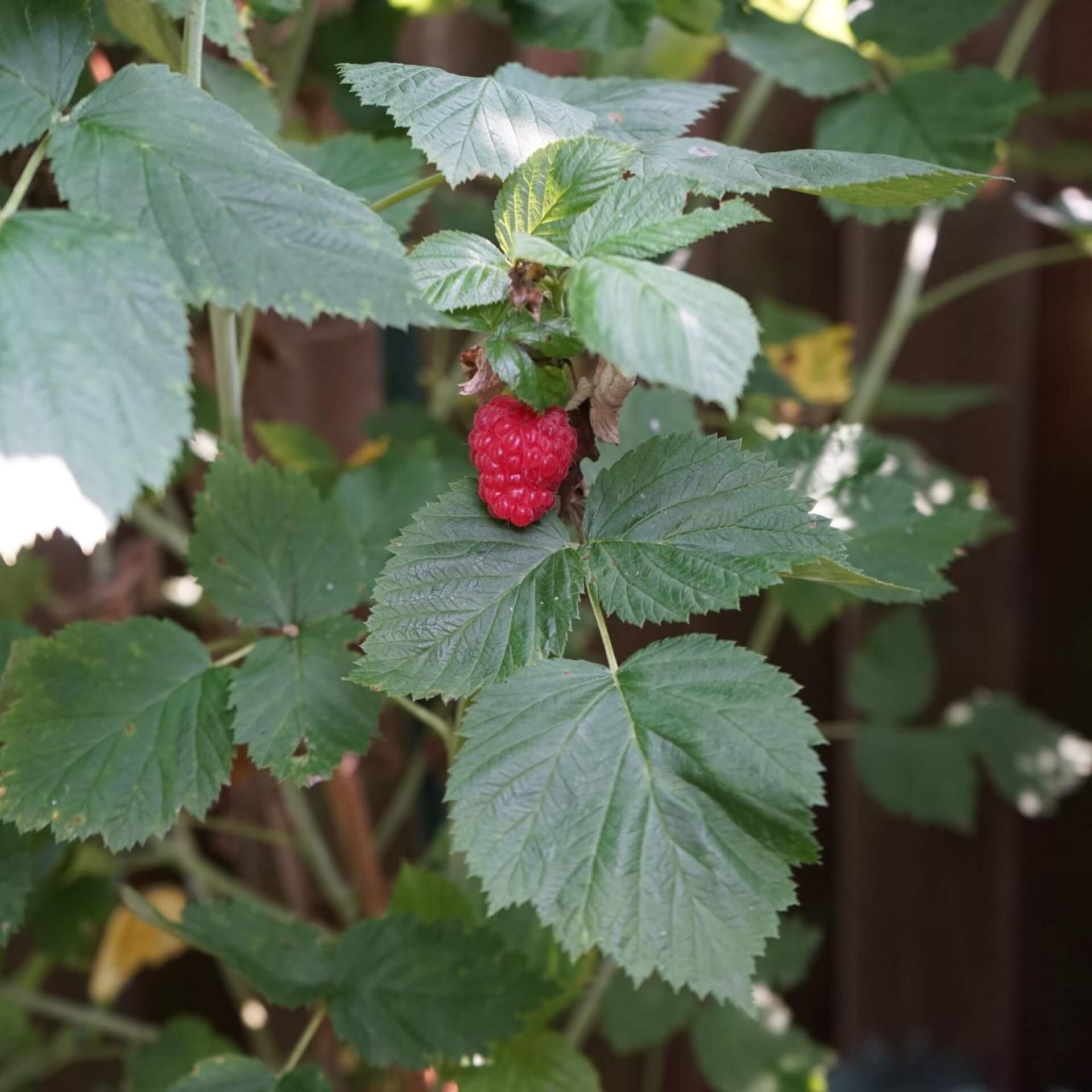 Brombeere 'Buckingham Tayberry' ® (Rubus 'Buckingham Tayberry')