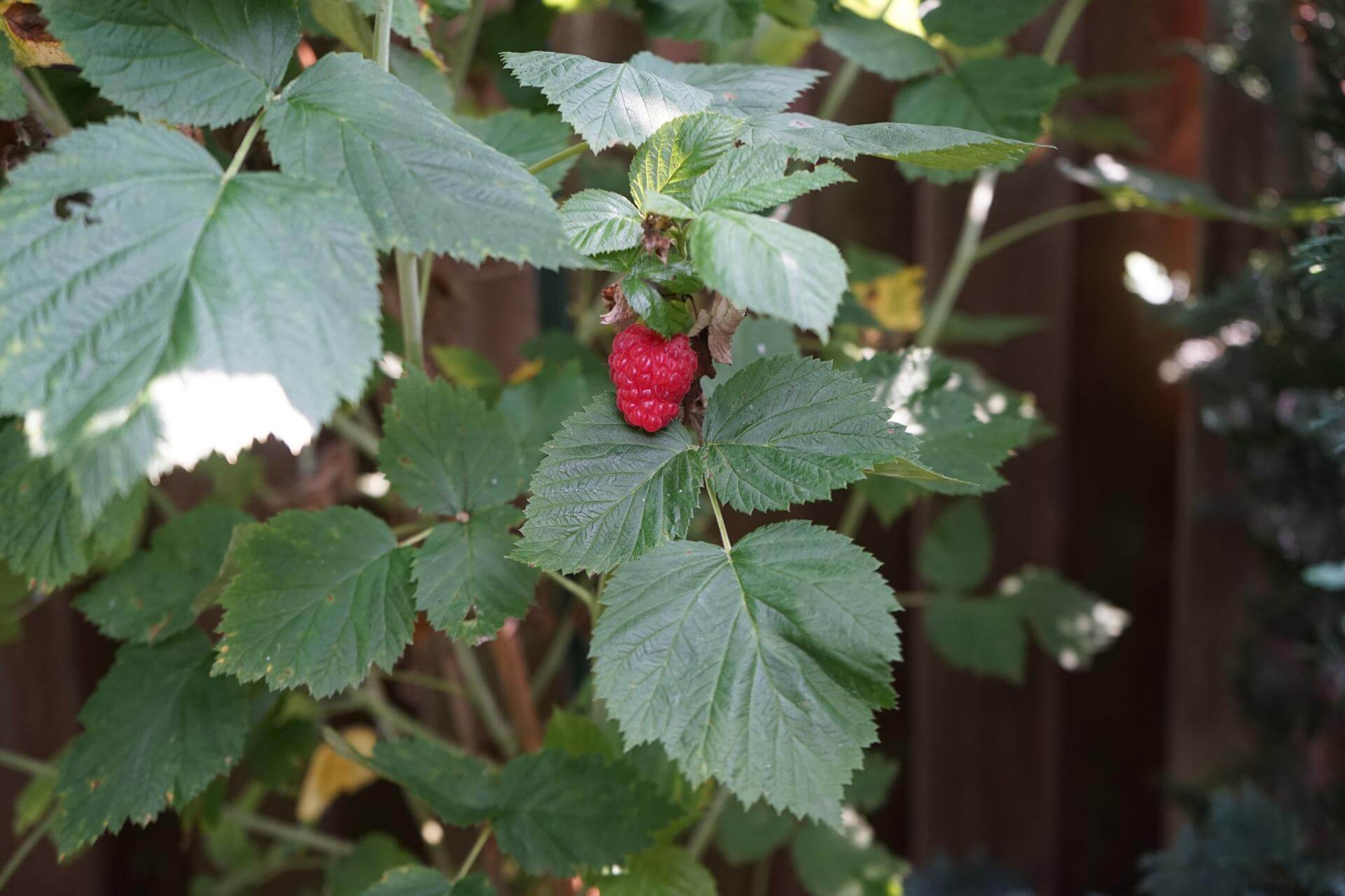 Brombeere 'Buckingham Tayberry' ® / Rubus 'Buckingham Tayberry'