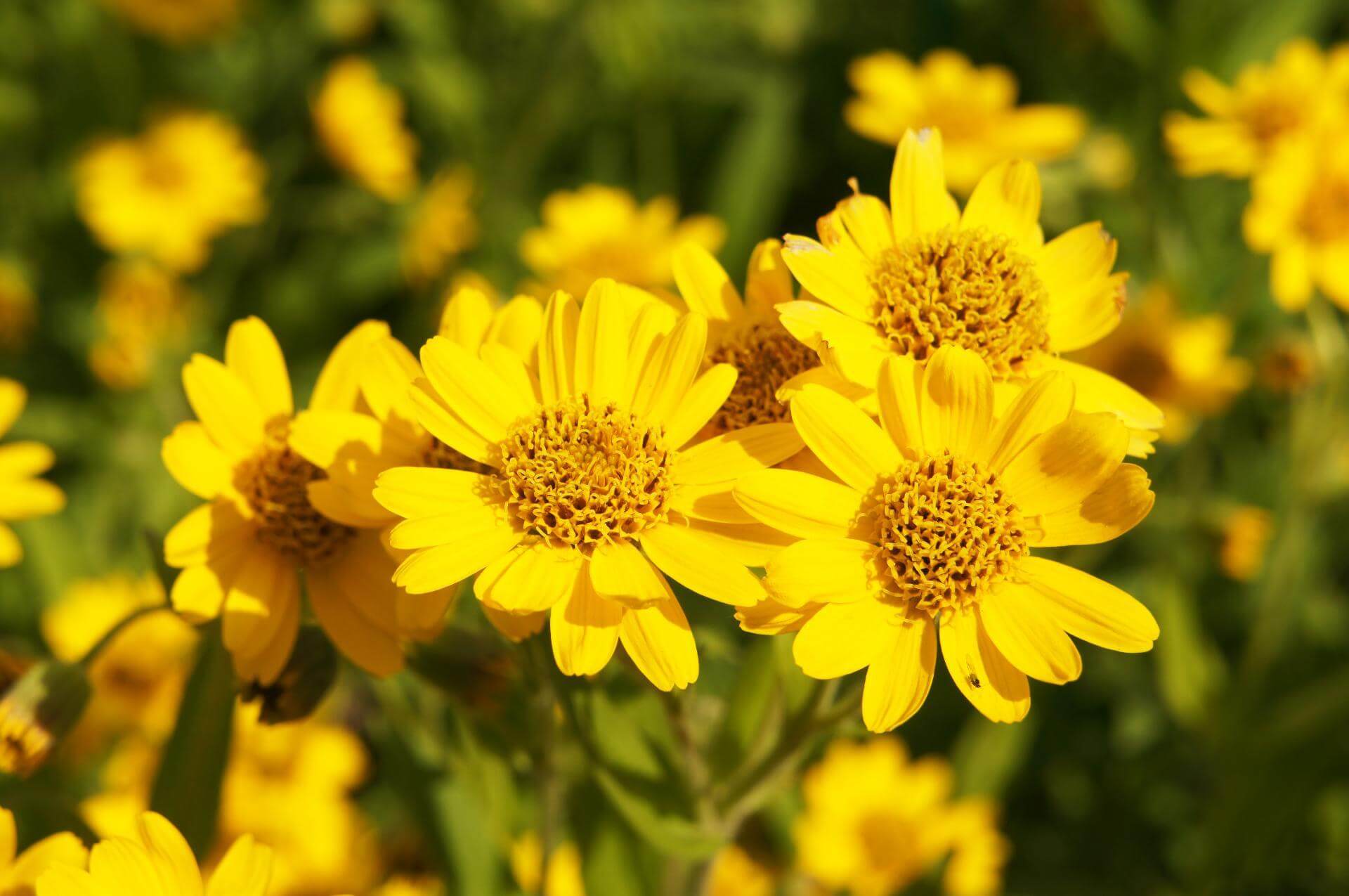 Amerikanische Arnika / Arnica chamissonis ssp. foliosa