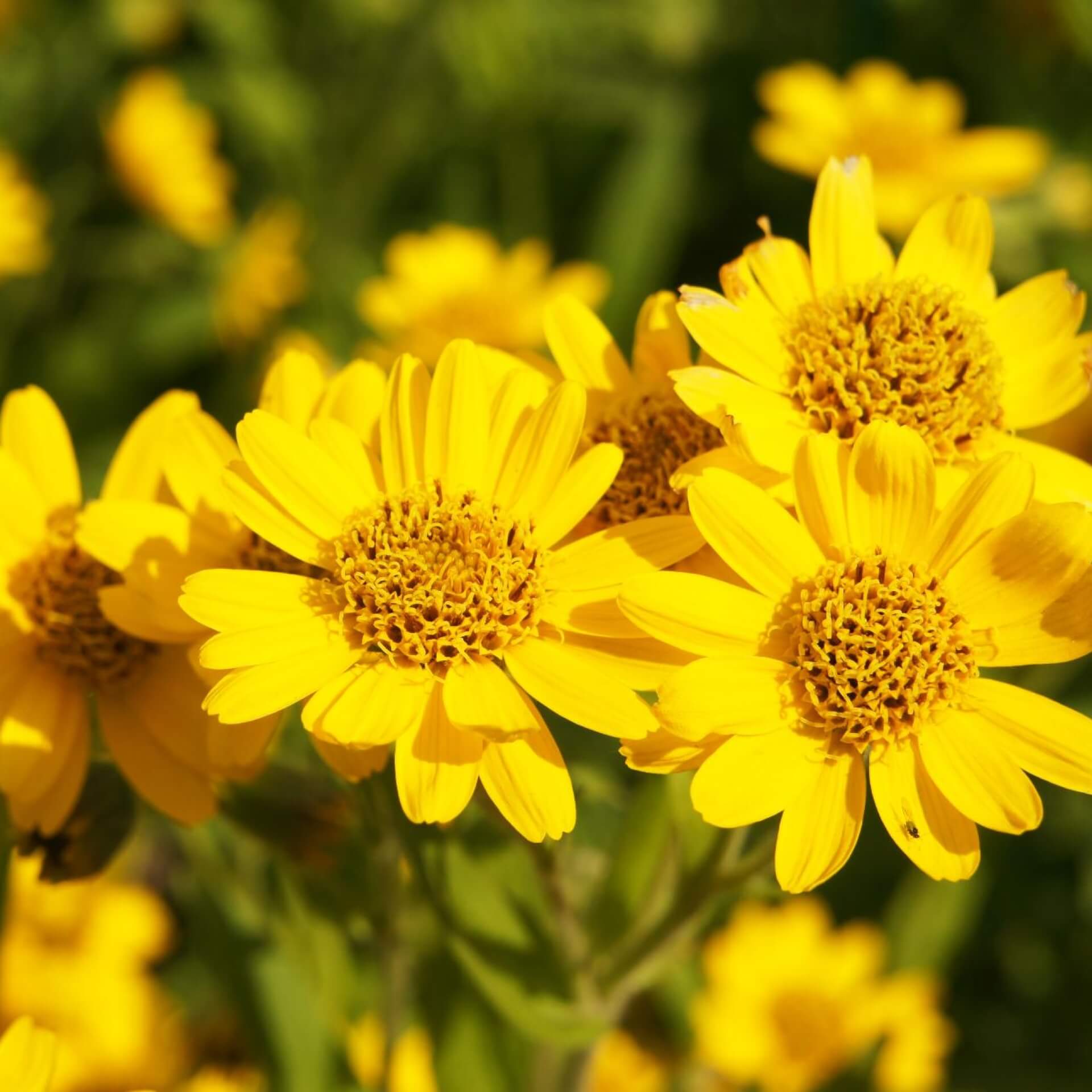 Amerikanische Arnika (Arnica chamissonis ssp. foliosa)