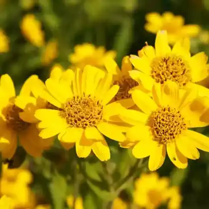 Foto von Amerikanische Arnika (Arnica chamissonis ssp. foliosa)