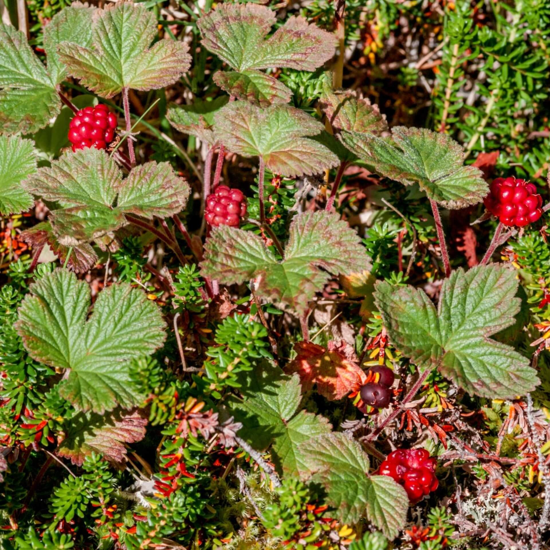 Ackerbeere (Rubus arcticus)