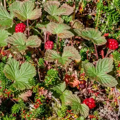 Foto von Ackerbeere (Rubus arcticus)