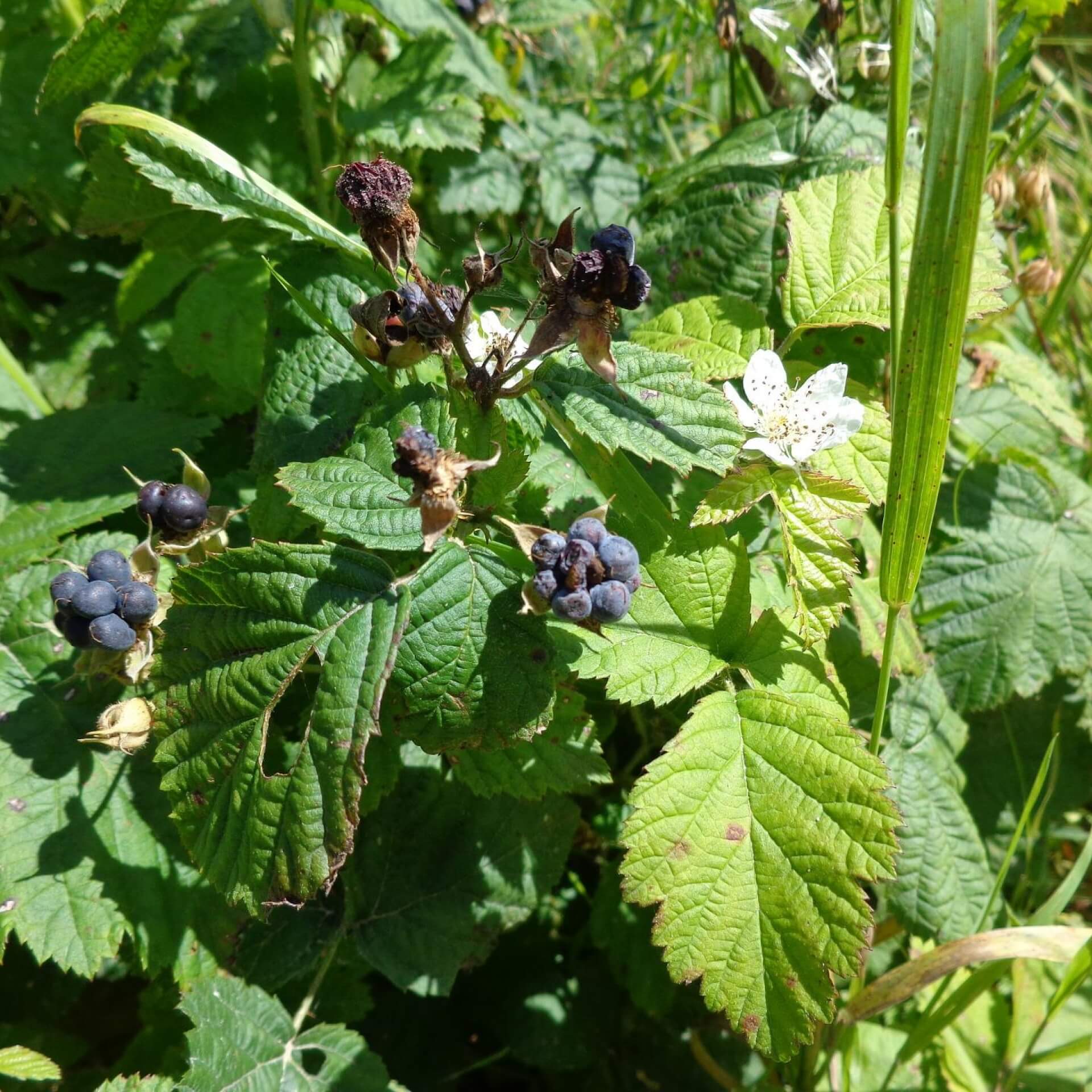 Kratzbeere (Rubus caesius)