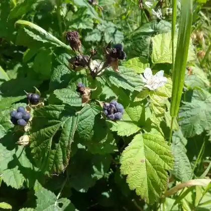 Foto von Kratzbeere (Rubus caesius)