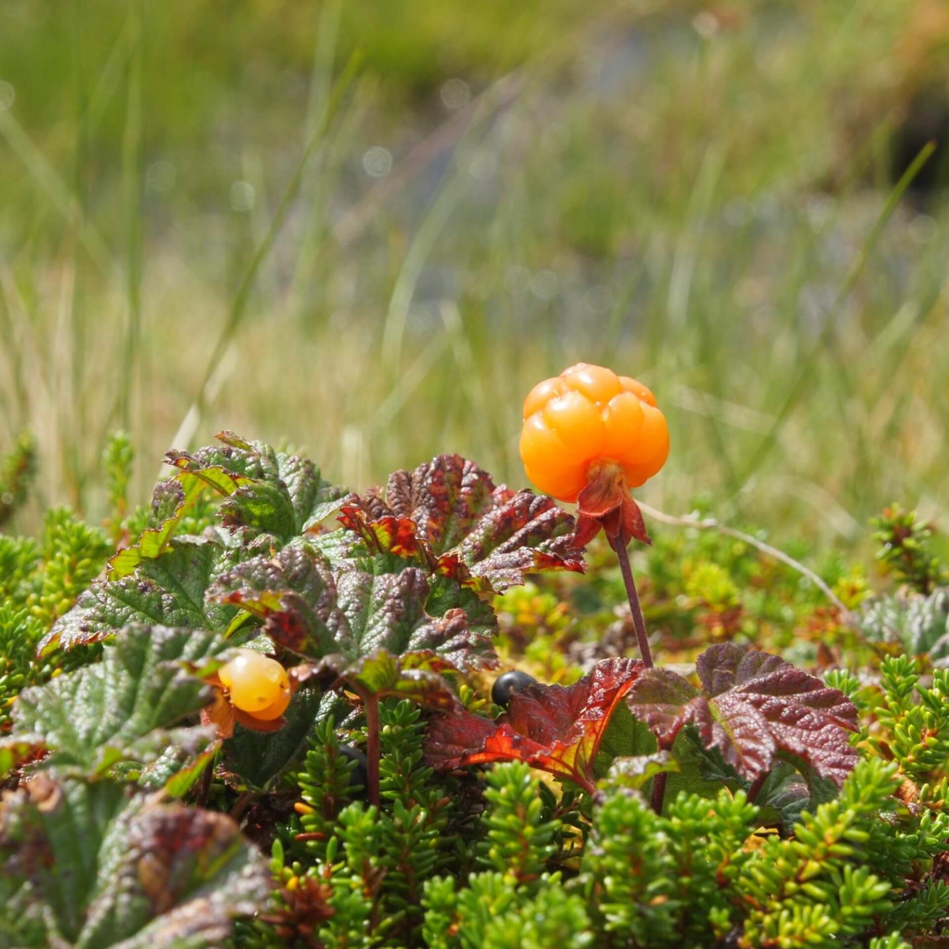 Moltebeere (Rubus chamaemorus)