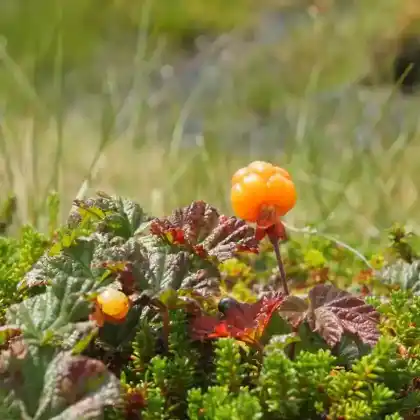 Foto von Moltebeere (Rubus chamaemorus)