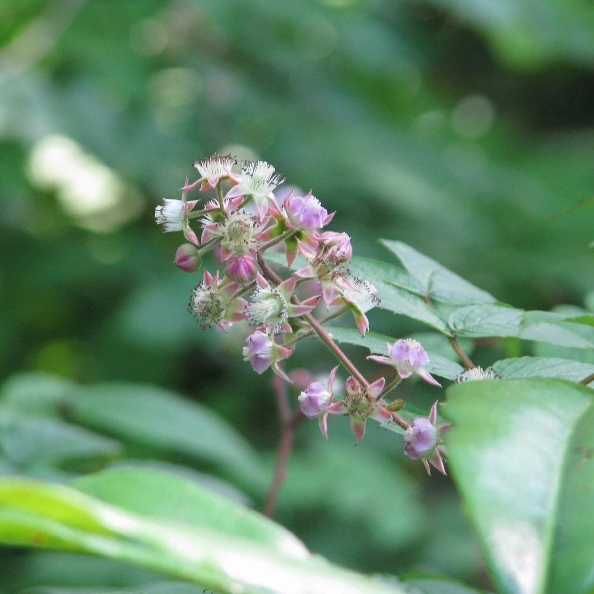 Blauholzige Brombeere (Rubus cockburnianus)