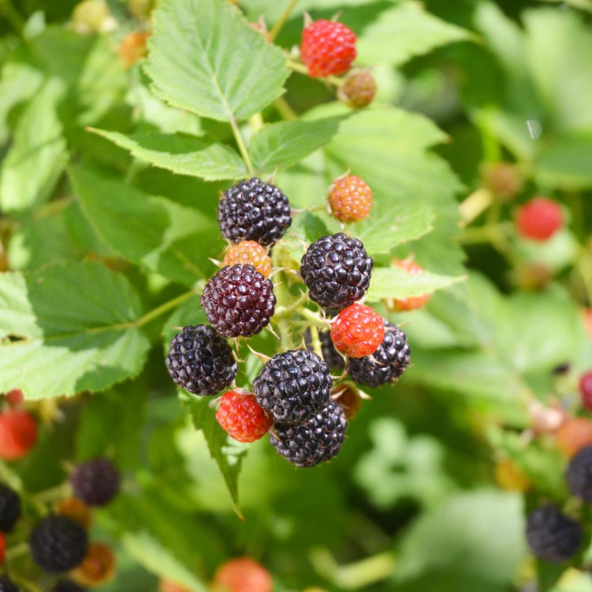 Brombeere (Rubus fruticosus)