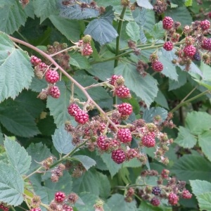 Brombeere 'Black Satin' (Rubus fruticosus 'Black Satin')
