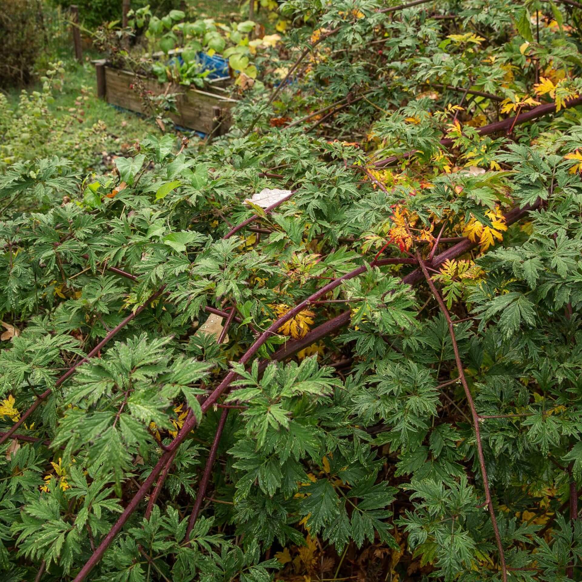 Brombeere 'Oregon Thornless' (Rubus fruticosus 'Oregon Thornless')