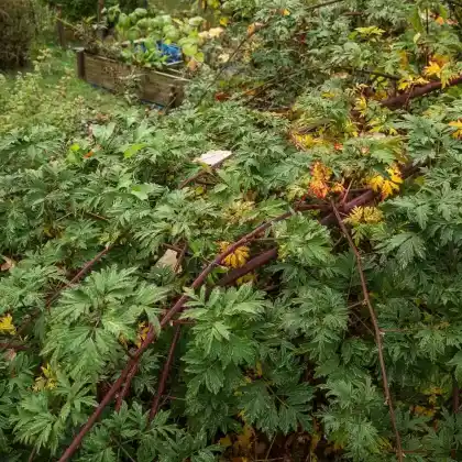 Foto von Brombeere 'Oregon Thornless' (Rubus fruticosus 'Oregon Thornless')