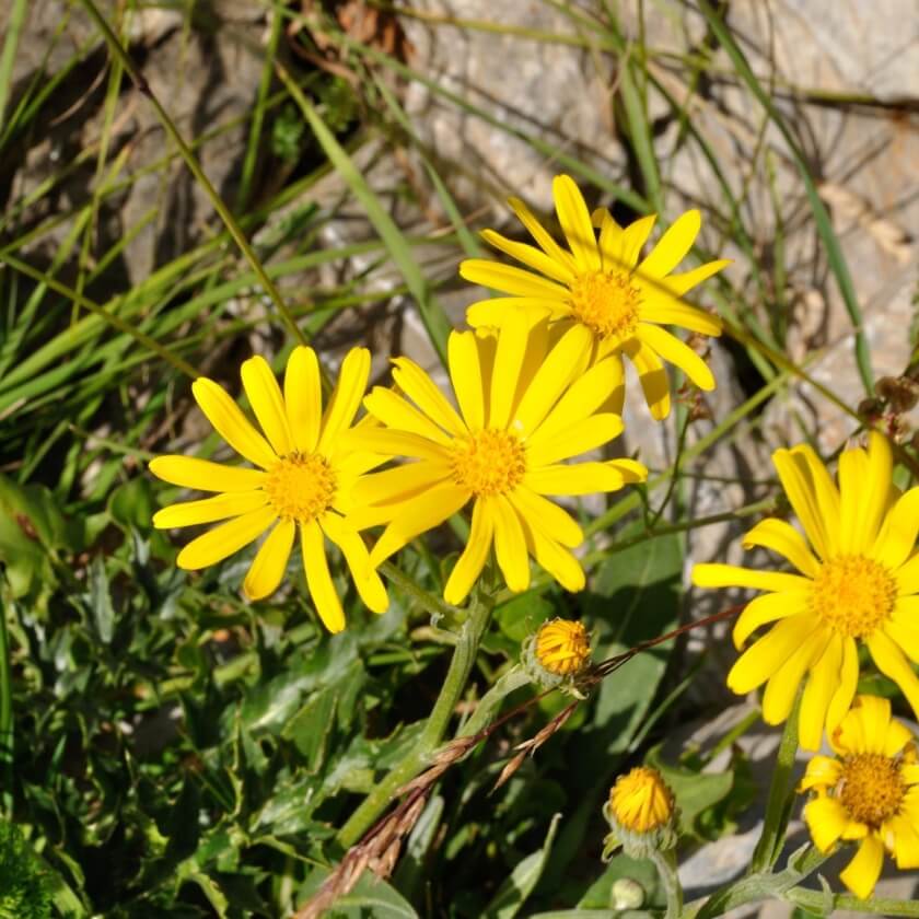 Echte Arnika / Arnica montana