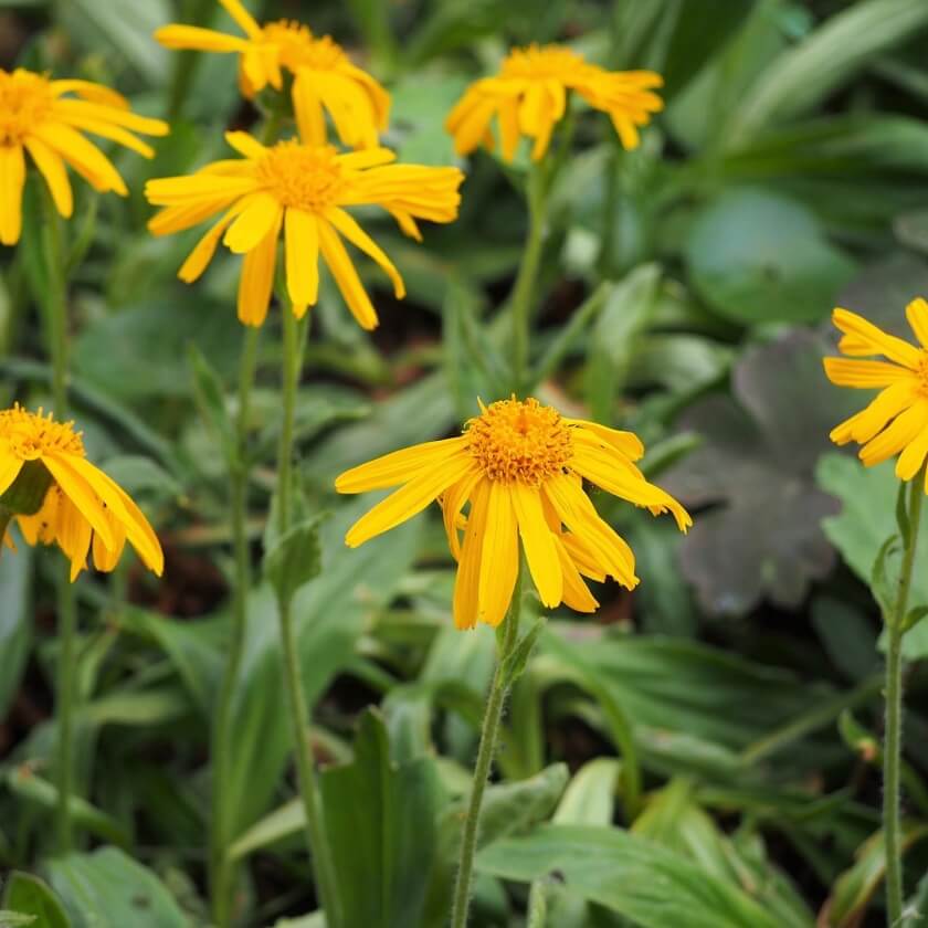 Echte Arnika / Arnica montana