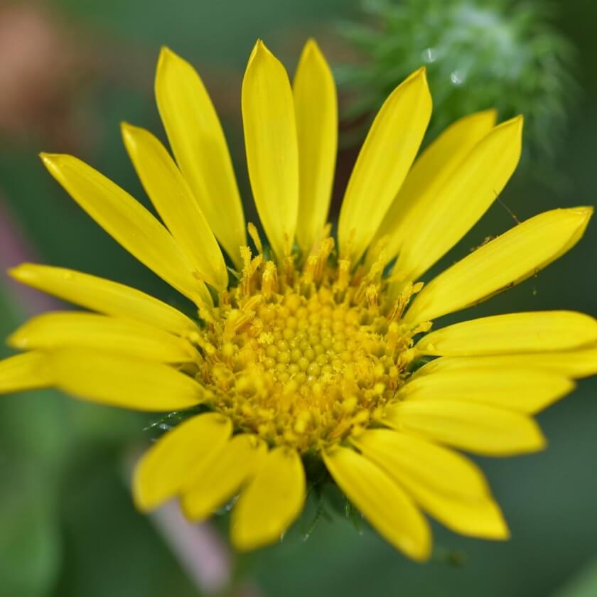 Echte Arnika / Arnica montana