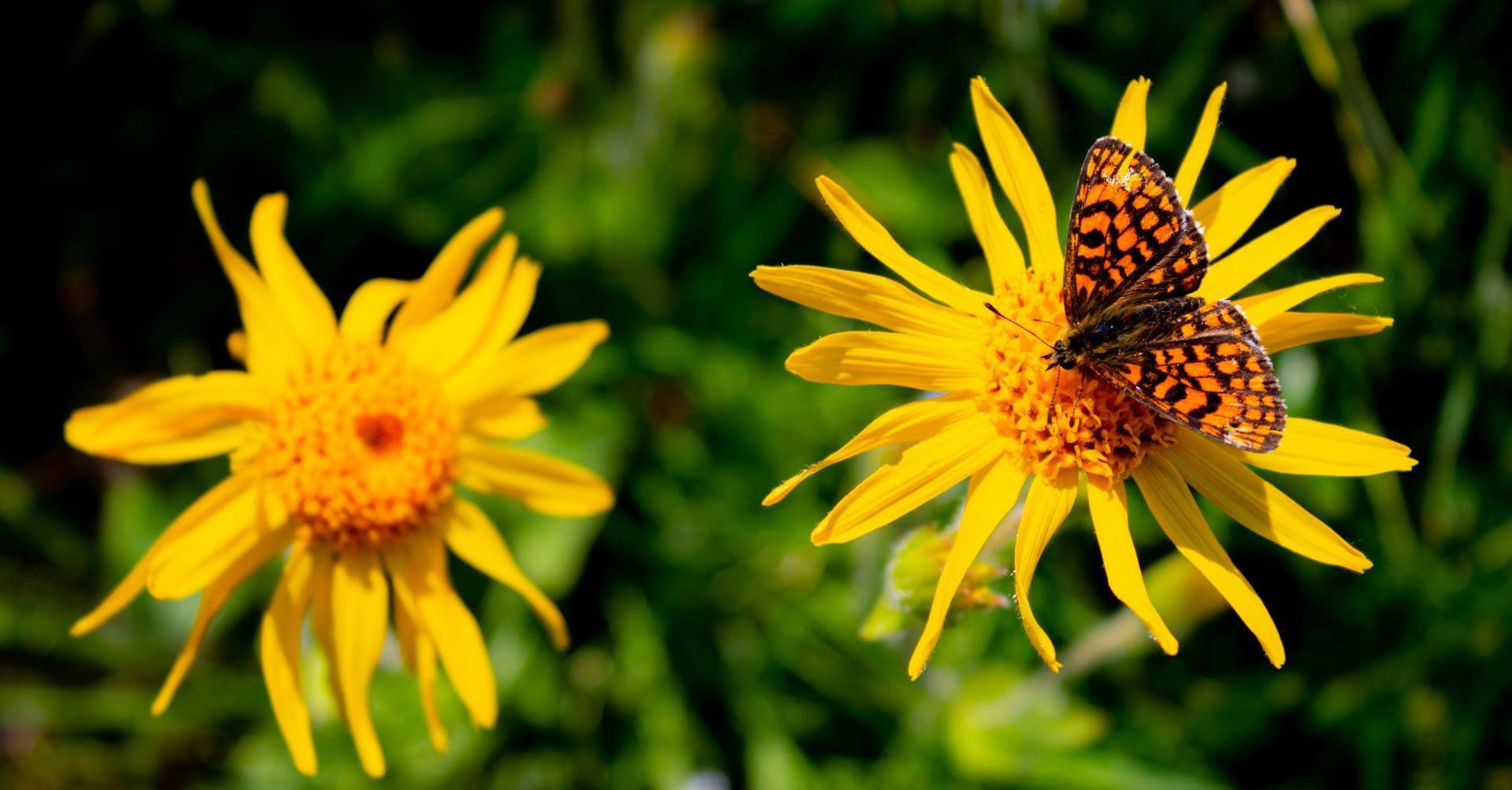 Echte Arnika / Arnica montana