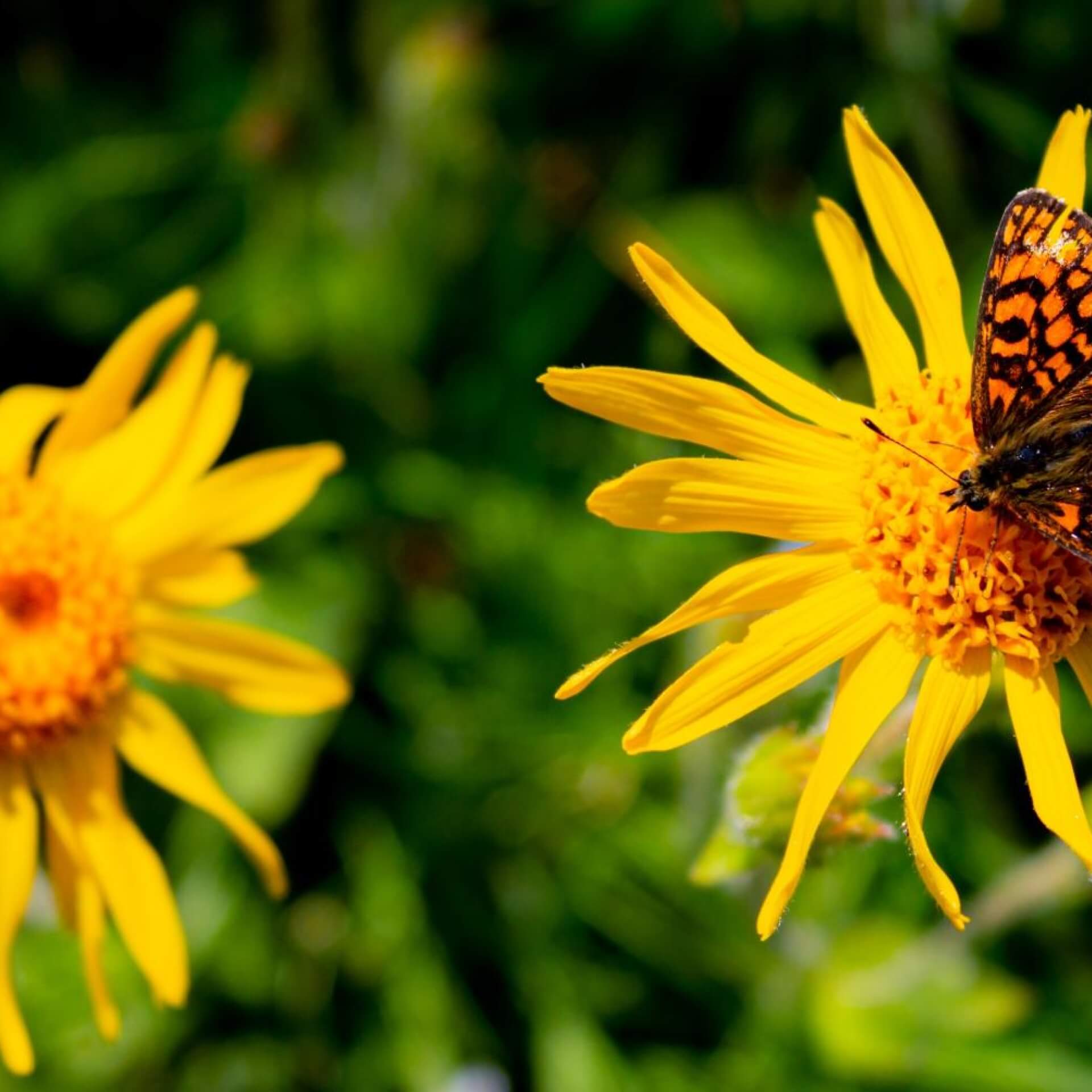 Echte Arnika (Arnica montana)