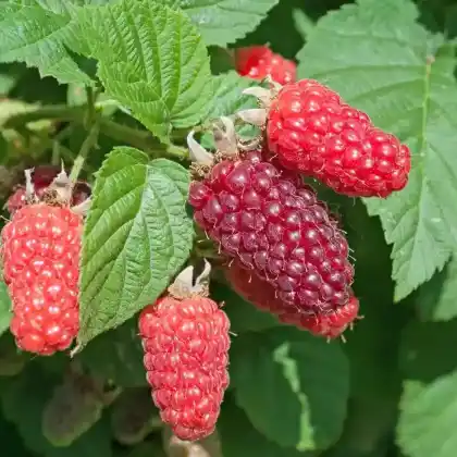 Foto von Taybeere (Rubus fruticosus x idaeus)