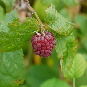 Himbeere (Rubus idaeus)