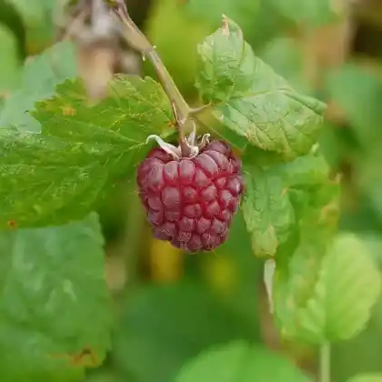 Foto von Himbeere (Rubus idaeus)