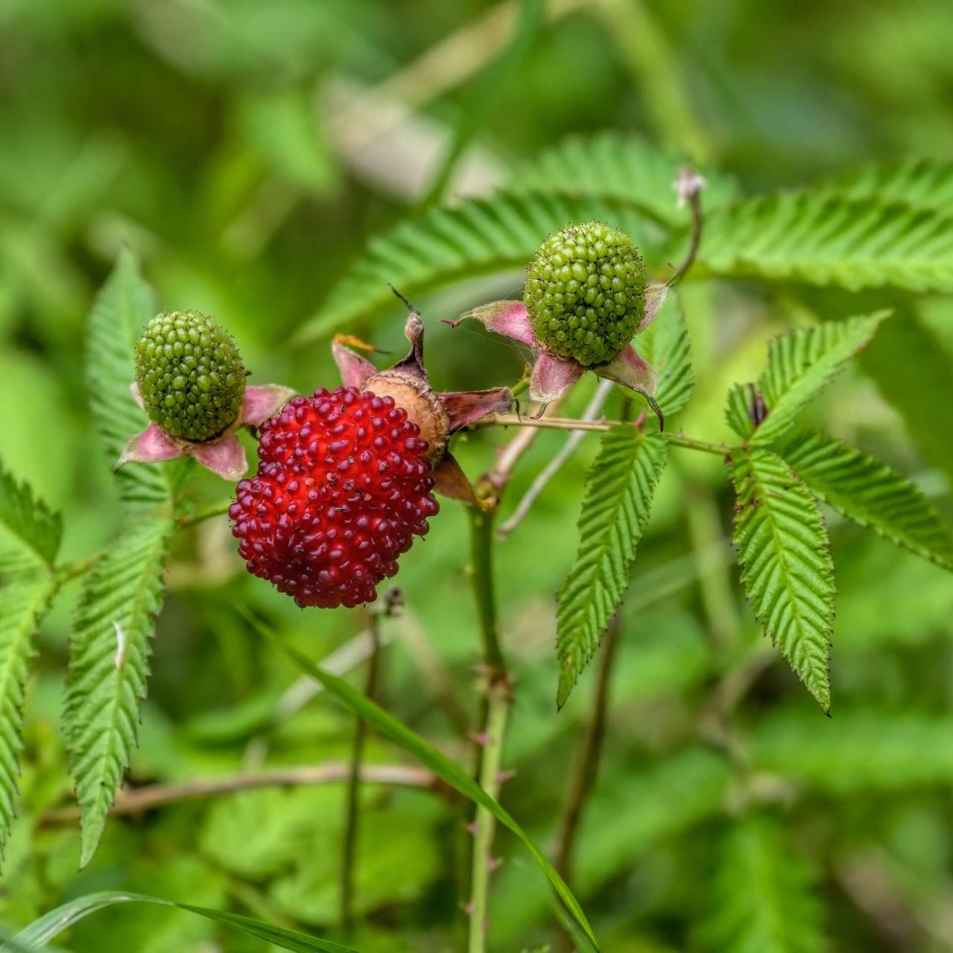 Erdbeerhimbeere (Rubus illecebrosus)