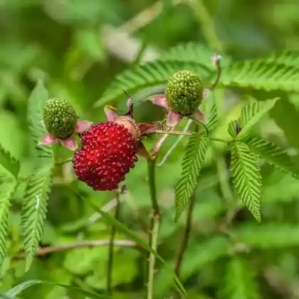 Foto von Erdbeerhimbeere (Rubus illecebrosus)
