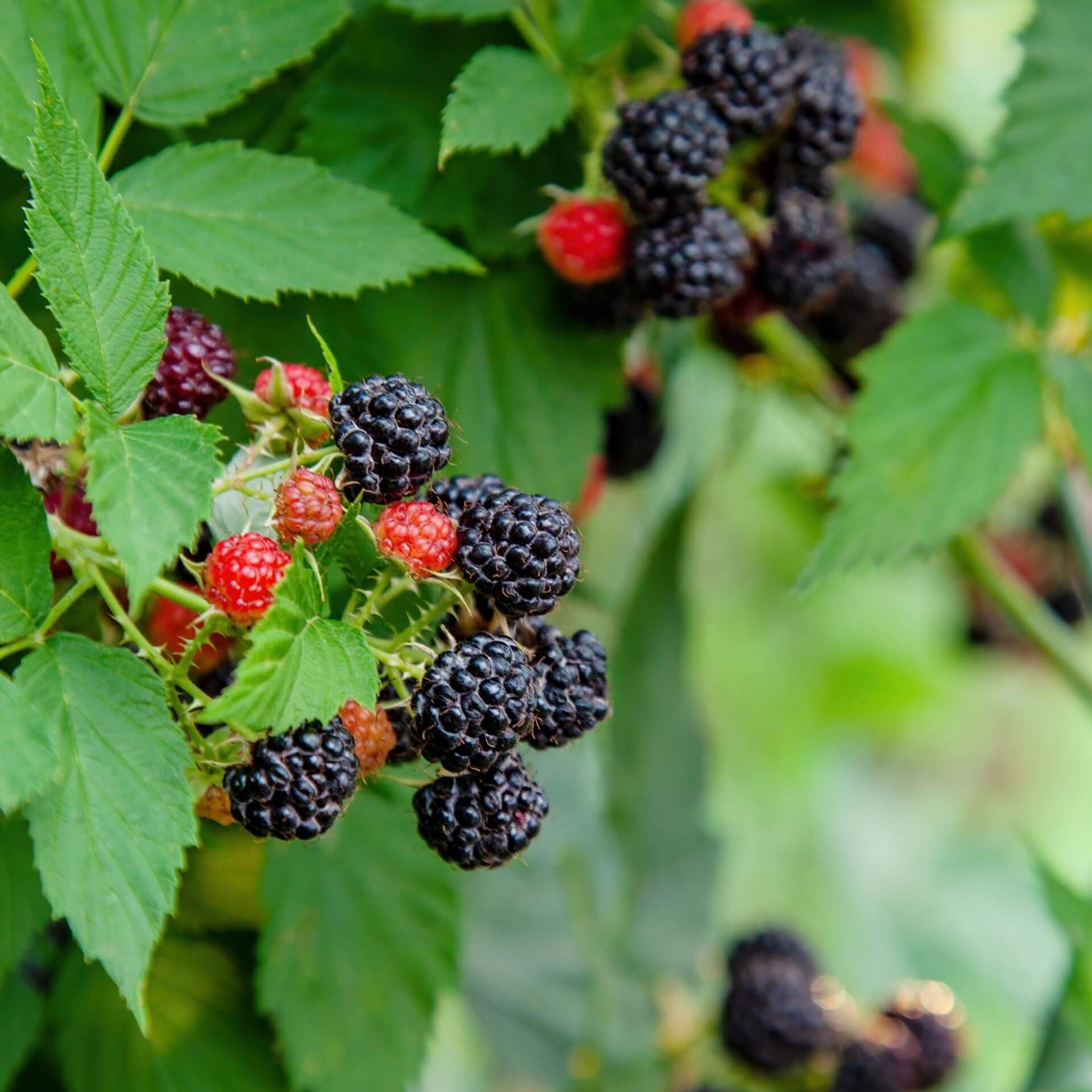 Schwarze Himbeere (Rubus occidentalis)