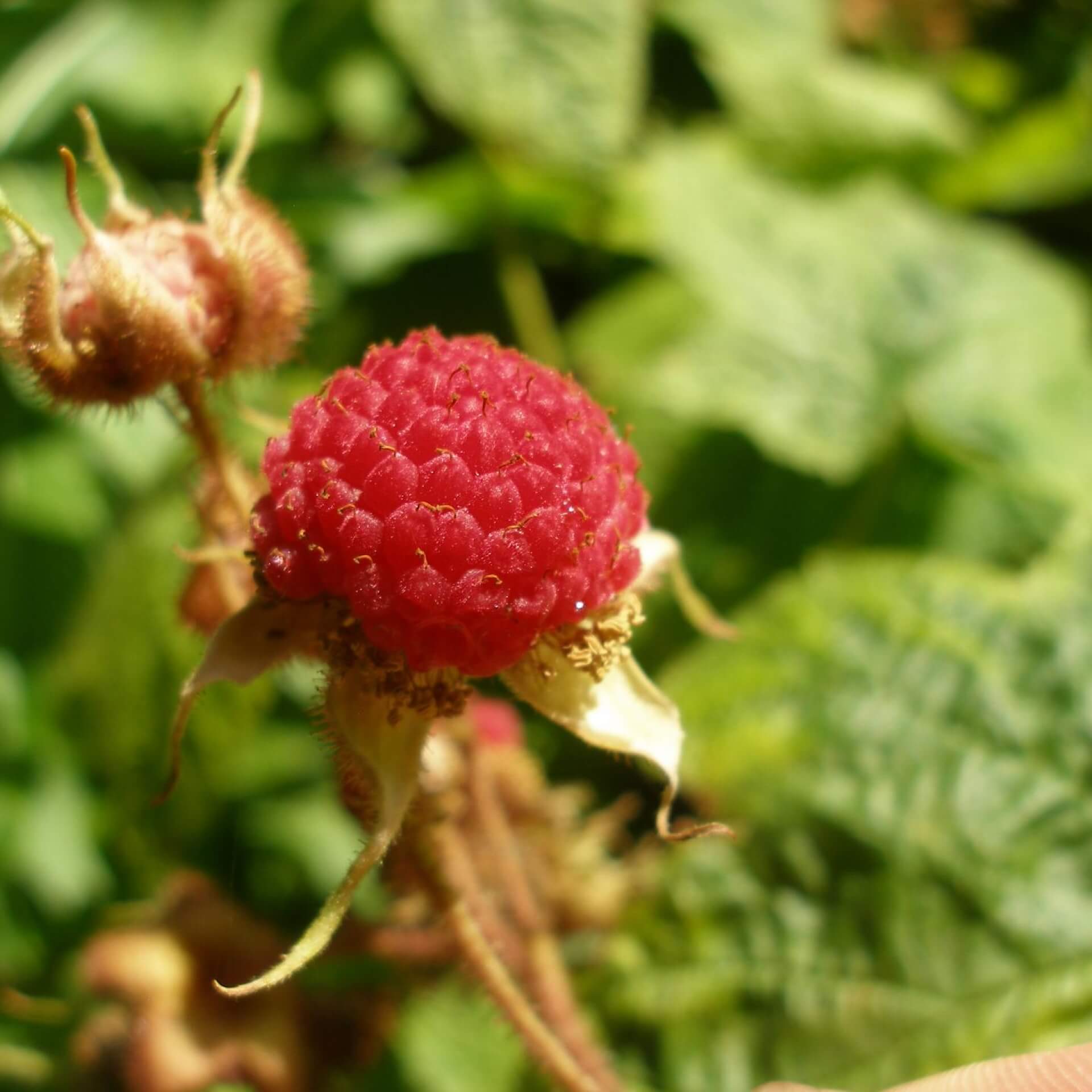 Wohlriechende Himbeere (Rubus odoratus)