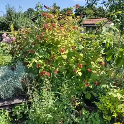 Foto von Japanische Weinbeere (Rubus phoenicolasius)