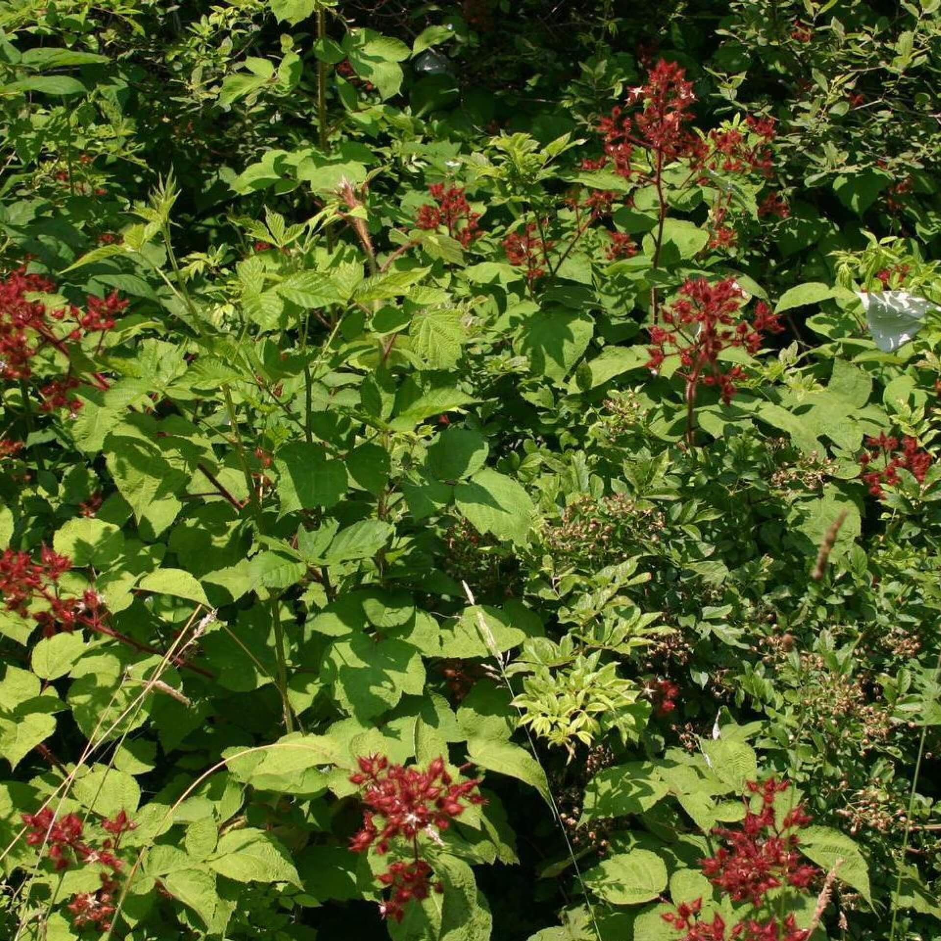 Japanische Weinbeere (Rubus phoenicolasius)