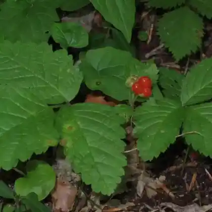 Foto von Steinbeere (Rubus saxatilis)