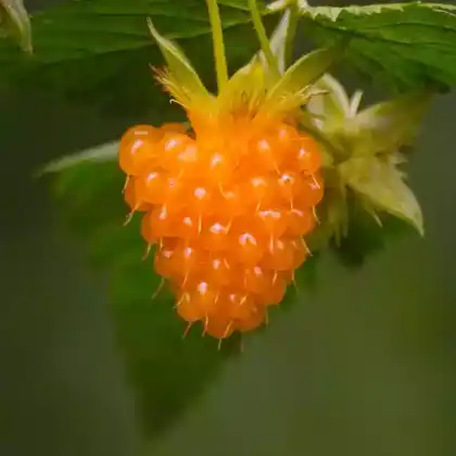 Foto von Lachs-Himbeere (Rubus spectabilis)