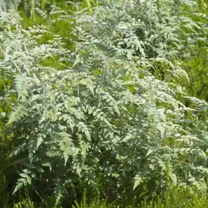 Foto von Tibetische Brombeere (Rubus thibetanus)